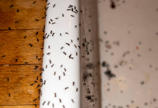 Best Pest Control Near Me  in Sauk Vlage, IL