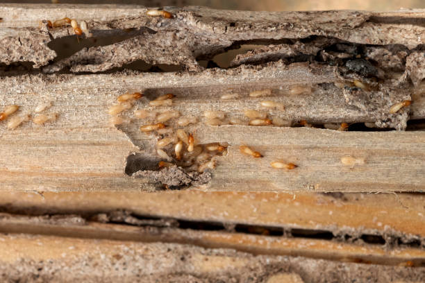 Best Pest Removal Services  in Sauk Vlage, IL