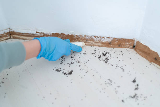 Best Mosquito Control Services  in Sauk Vlage, IL
